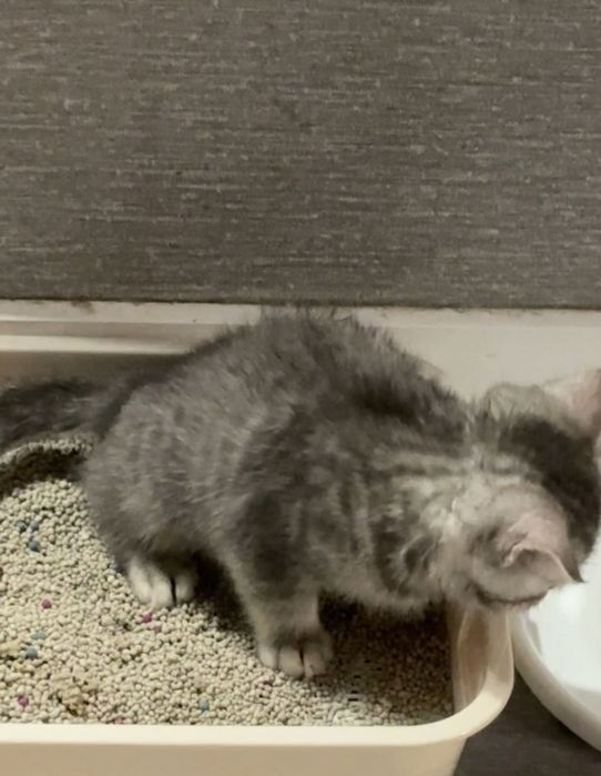 Шотландская котёнок продается