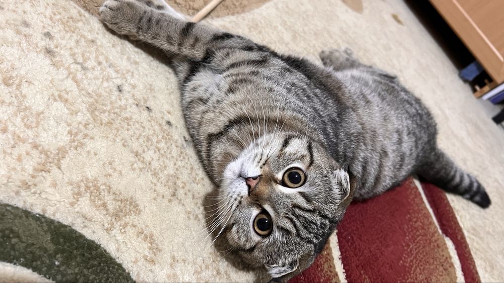 Ищем кота на вязку