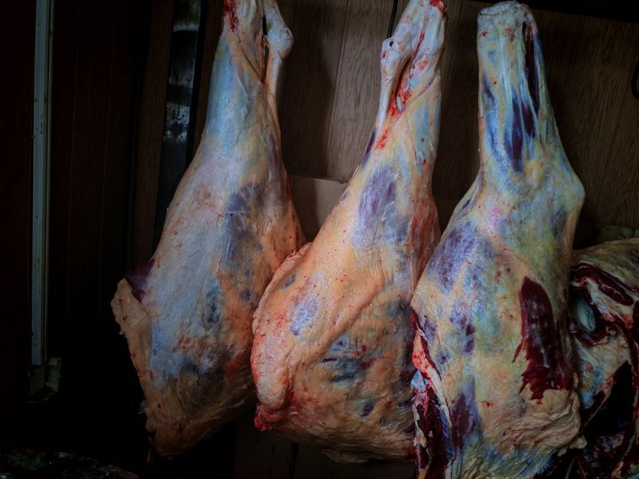 Семіз құнажын 3 жасар