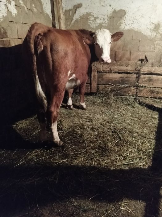 Vând junică gestanta la primă fătare an 8 luni