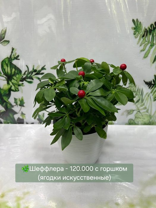 Аглаонемы, Калатеи  и др растения
