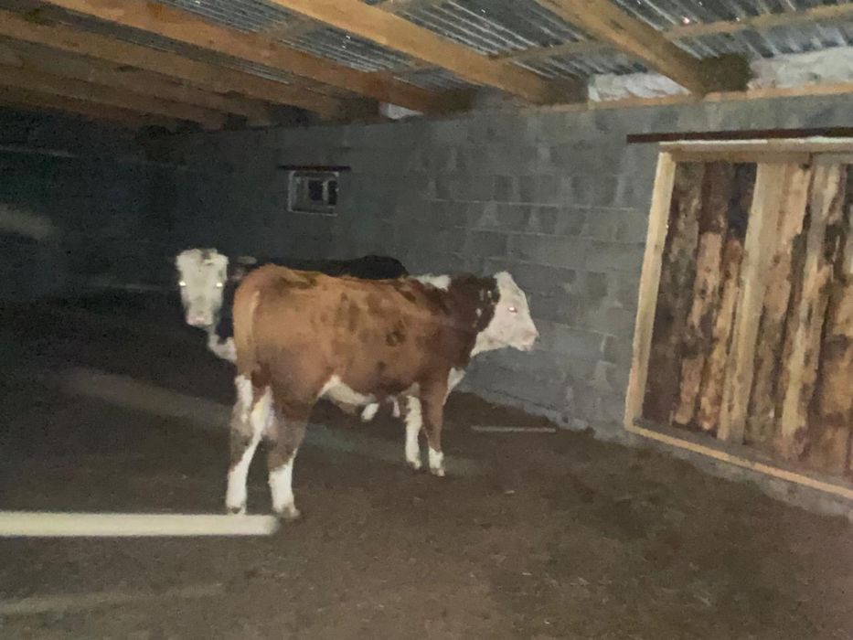 Продам подсосного бычка белоголового 9 месяцев