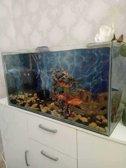 Аквариум сатылад