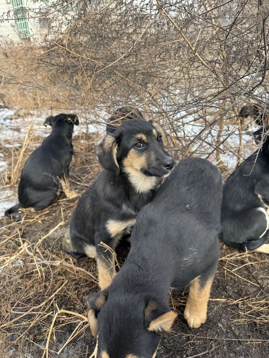 Отдаю щенят в добрые руки