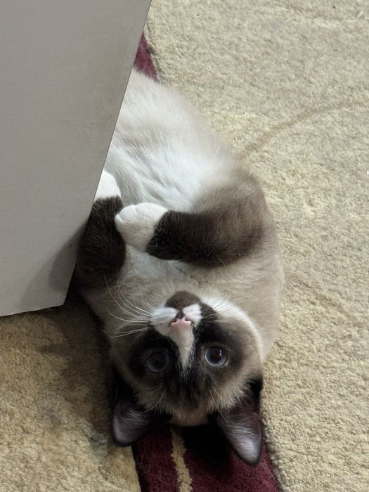 Отдам котенка в добрые руки