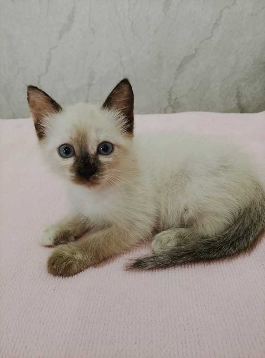 Красивые котята.