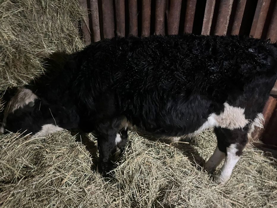 3 еуы сатылады 350 мыннан