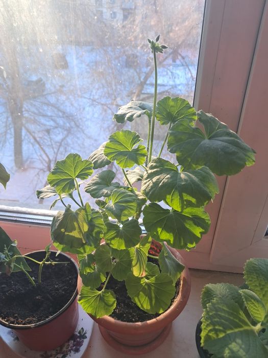 Продам цветы от 500тенге