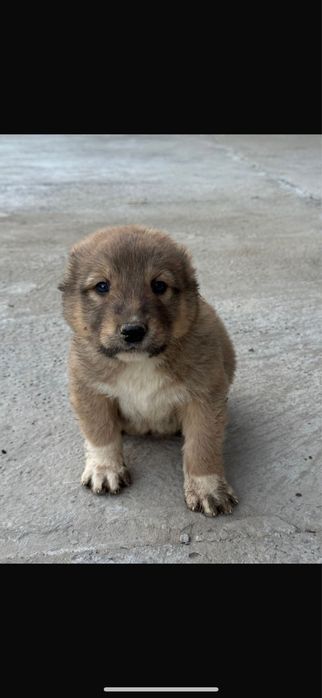 Ит сатылады алабай кушыктер линия бар.