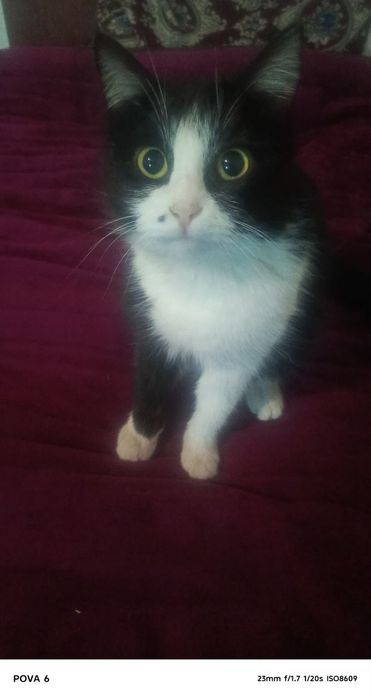 Отдам даром в добрые руки!