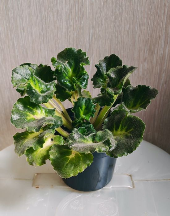 Продам сортовую фиалочку
