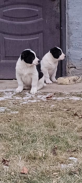 Продам щенков Алабая .