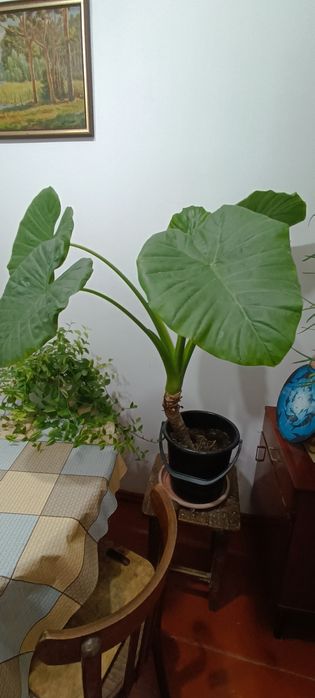 Продам Алоканзию