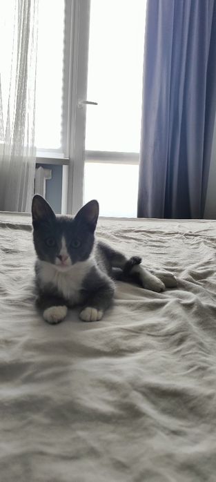 Котенок в добрые руки