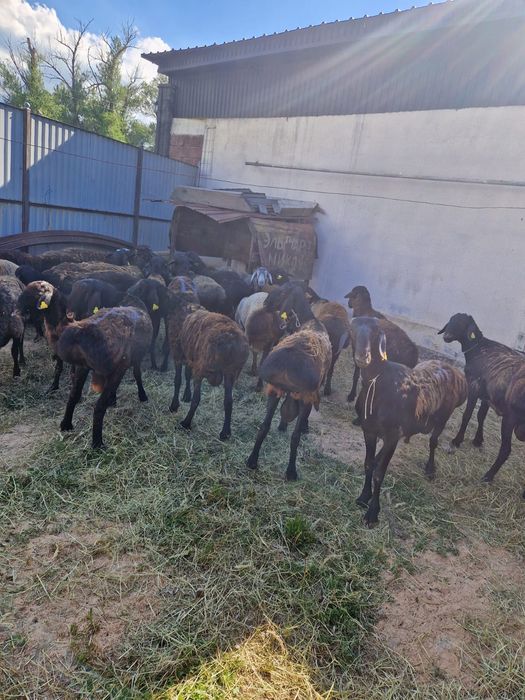 Продам баранов кочкары