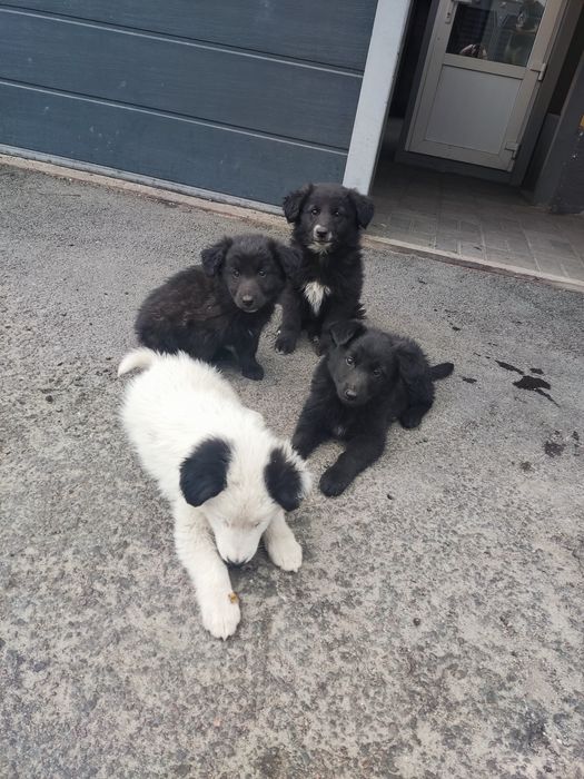 Продам щенков добрым людям