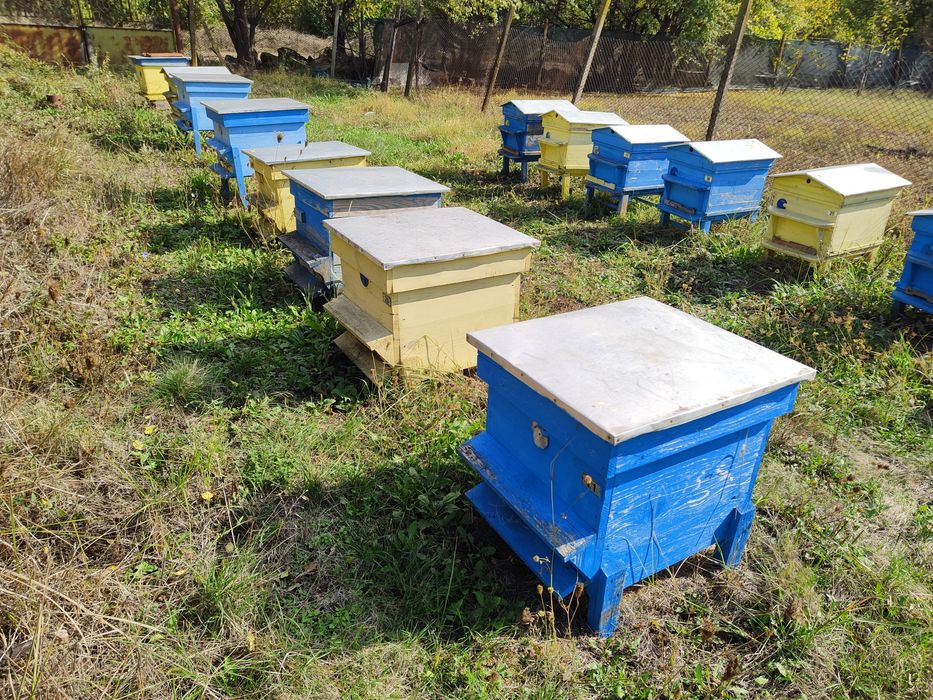 Кошери Дадан Блат и рамки