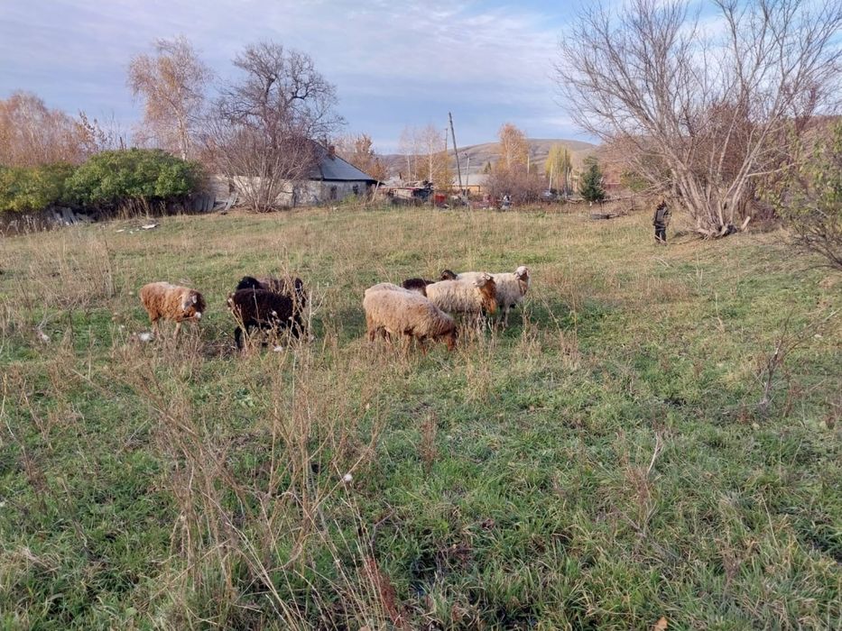 Срочно Продам баранов 10 голов