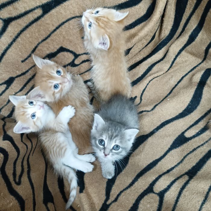 Котята в добрые руки