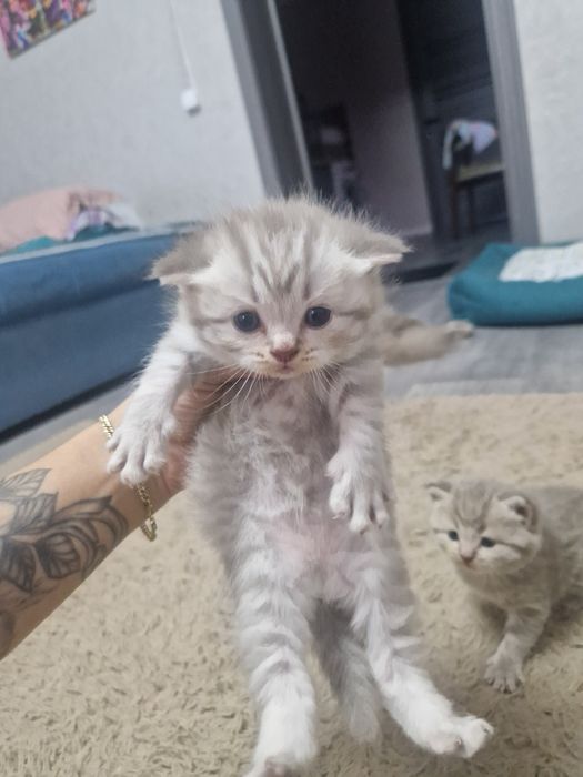 Продажа шотландские котята
