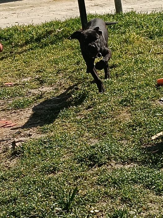 Здравейте продавам Каникорс