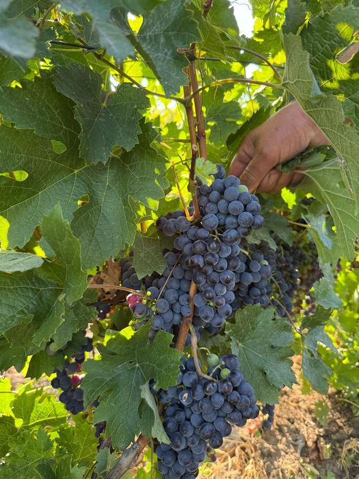 Struguri  merlot,feteasca alba și riesling certificați  DOC Dealu  Mare