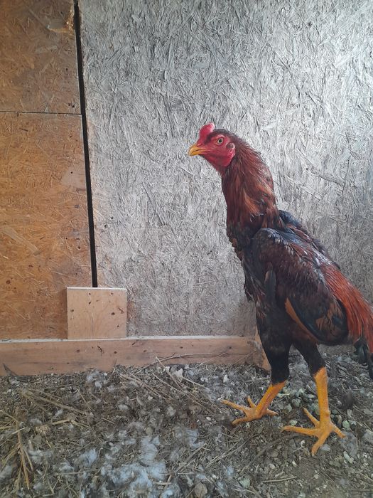 Бойцовые куры ДАКАН