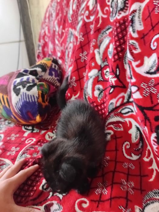 Ұл қара мысық тегін берем