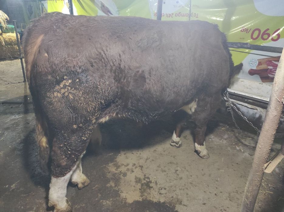 Assalomu aleykum qurbonlik ucun xalol pokiza  boqilgan mol qoylarimiza