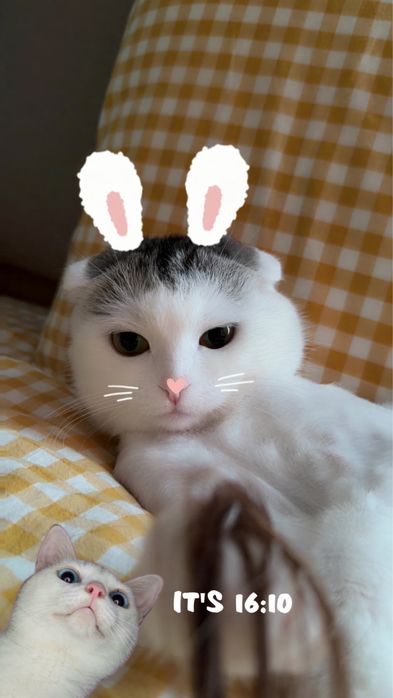 Кошка в добрые руки