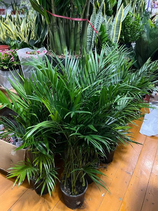 Уход за растениями