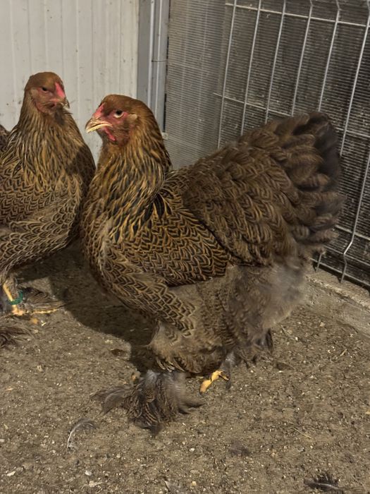 Oua pentru incubat Rasa Brahma Varietatea Potarnichiu