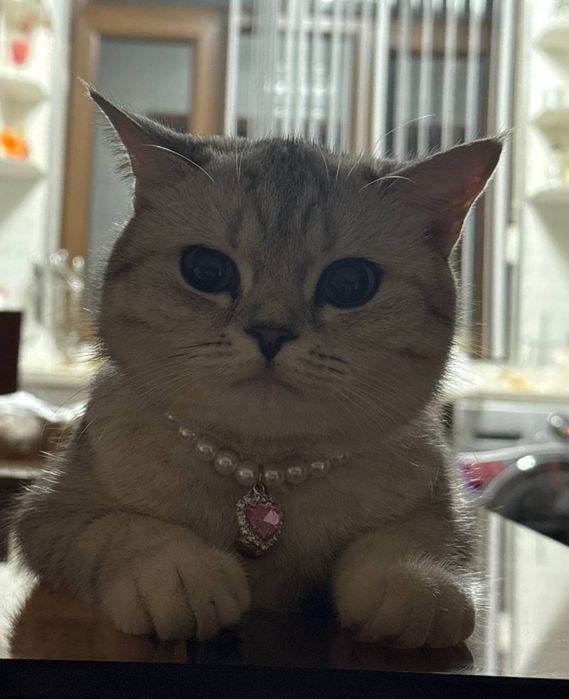 Ошейник с подвеской для кошки , собачки маленькой породы.