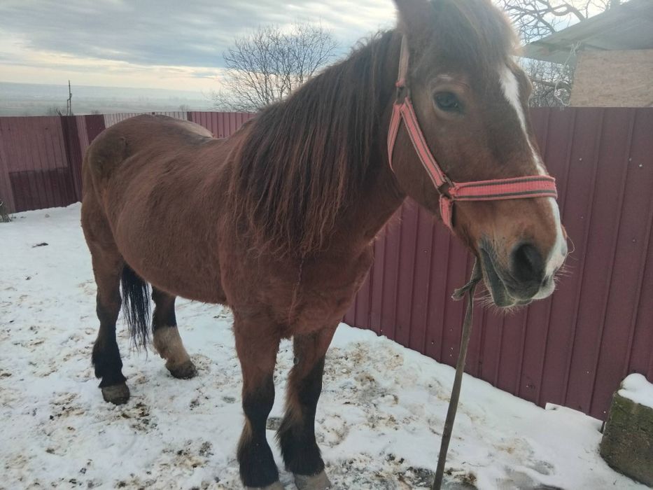 De vânzare iapă de 9 ani intime 160 foarte cuminte si domola