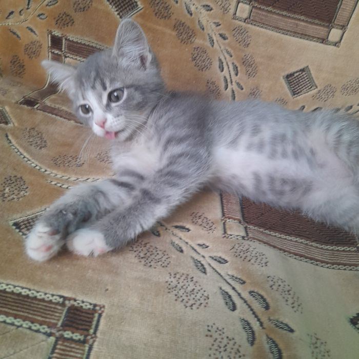 Отдам в добрые руки котёнка, девочку,