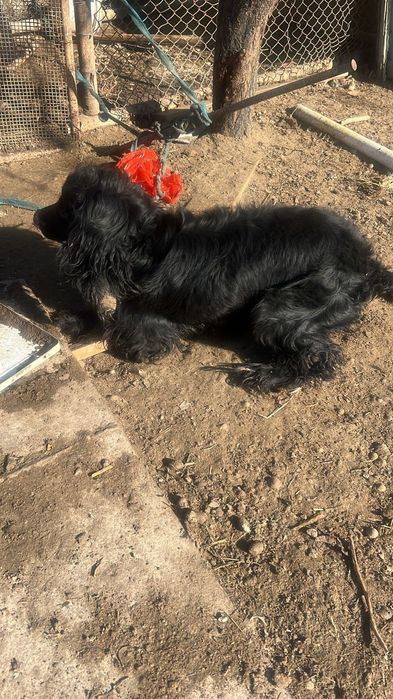 Охотничый породистый