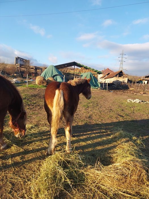Mănza de vanzare  ,6 luni