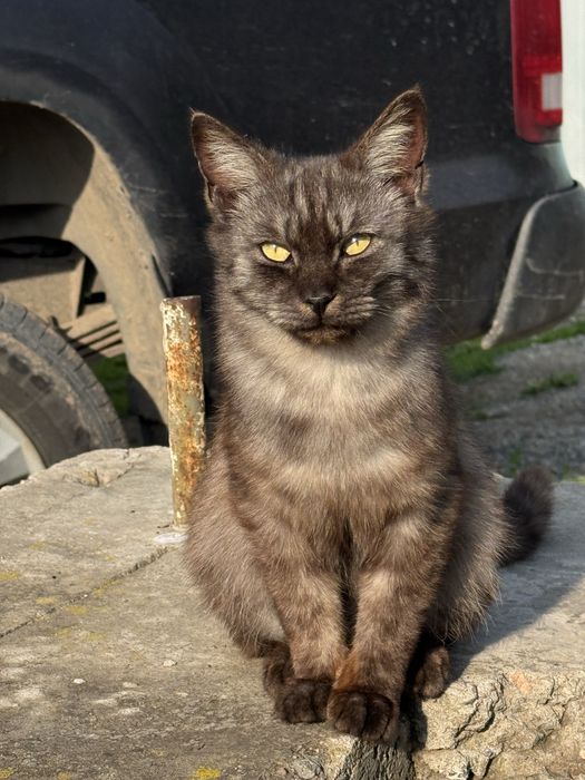 Ищем дом для котиков