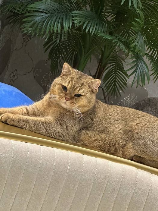 Кот для вязки/Мушук кошишга