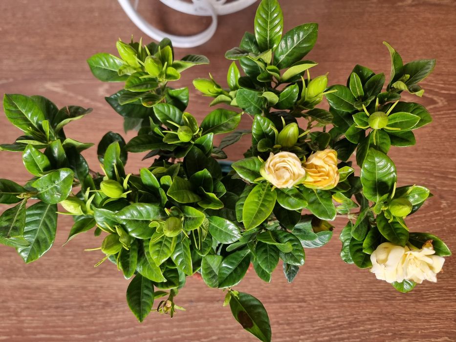 СКИДКА Гардения Ароматний Gardeniya daraxt guli Ichi to'la g'unchalar