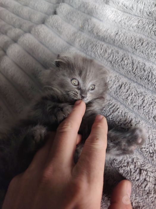 Продаются котята