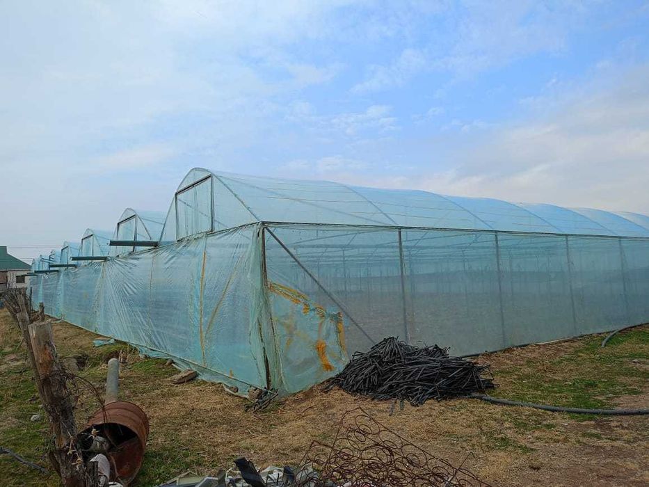 Дайын уй сатылады