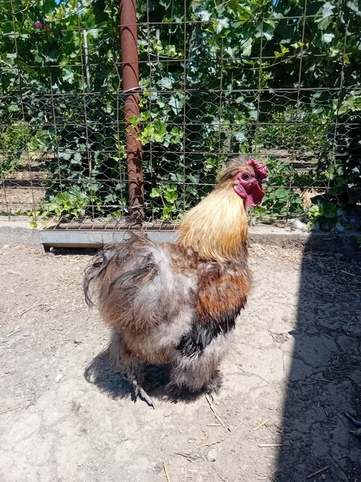 Cocoși de matase japoneză (silkie)de vanzare.