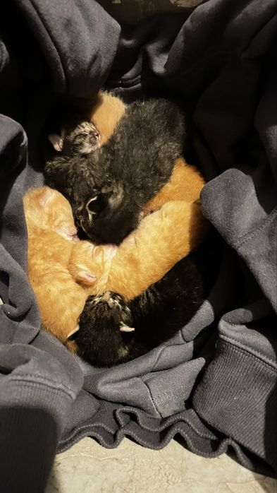Отдам котят в добрые руки