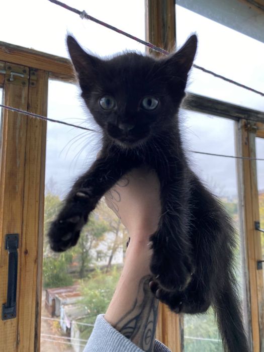 Отдам котенка бесплатно