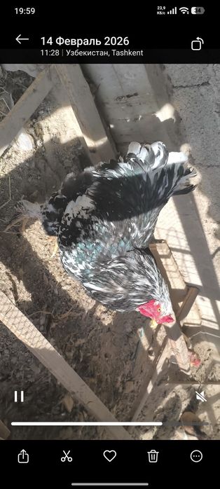 Mramor xoroz sotiladi