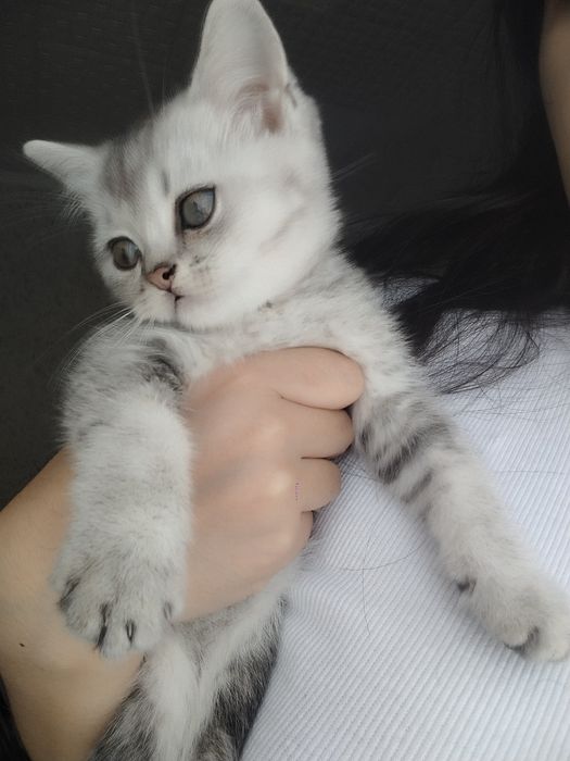 Породистые котята срочно