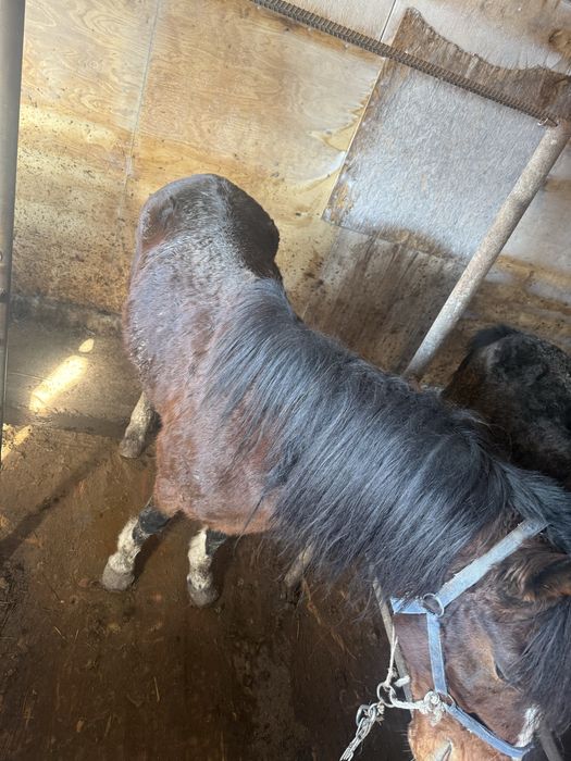 продаются жеребцы