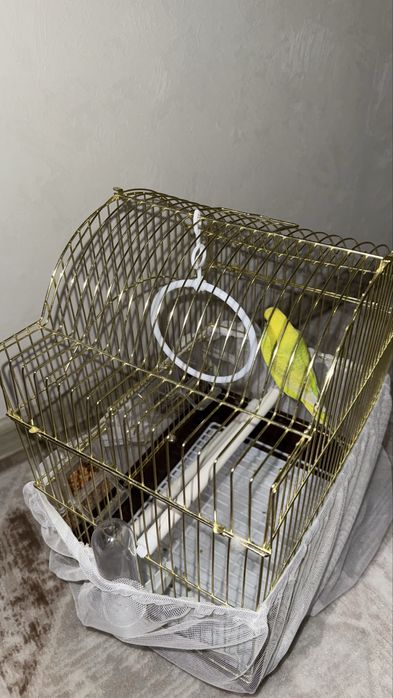 Попугай с клеткой