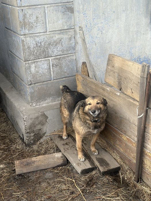 Пристраиваются две собаки